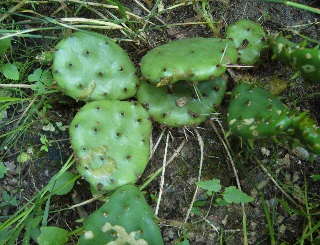 opuncia humisifuga